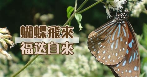 蝴蝶飛進家裡幾號|蝴蝶飛進家，如何應對趨吉避兇？